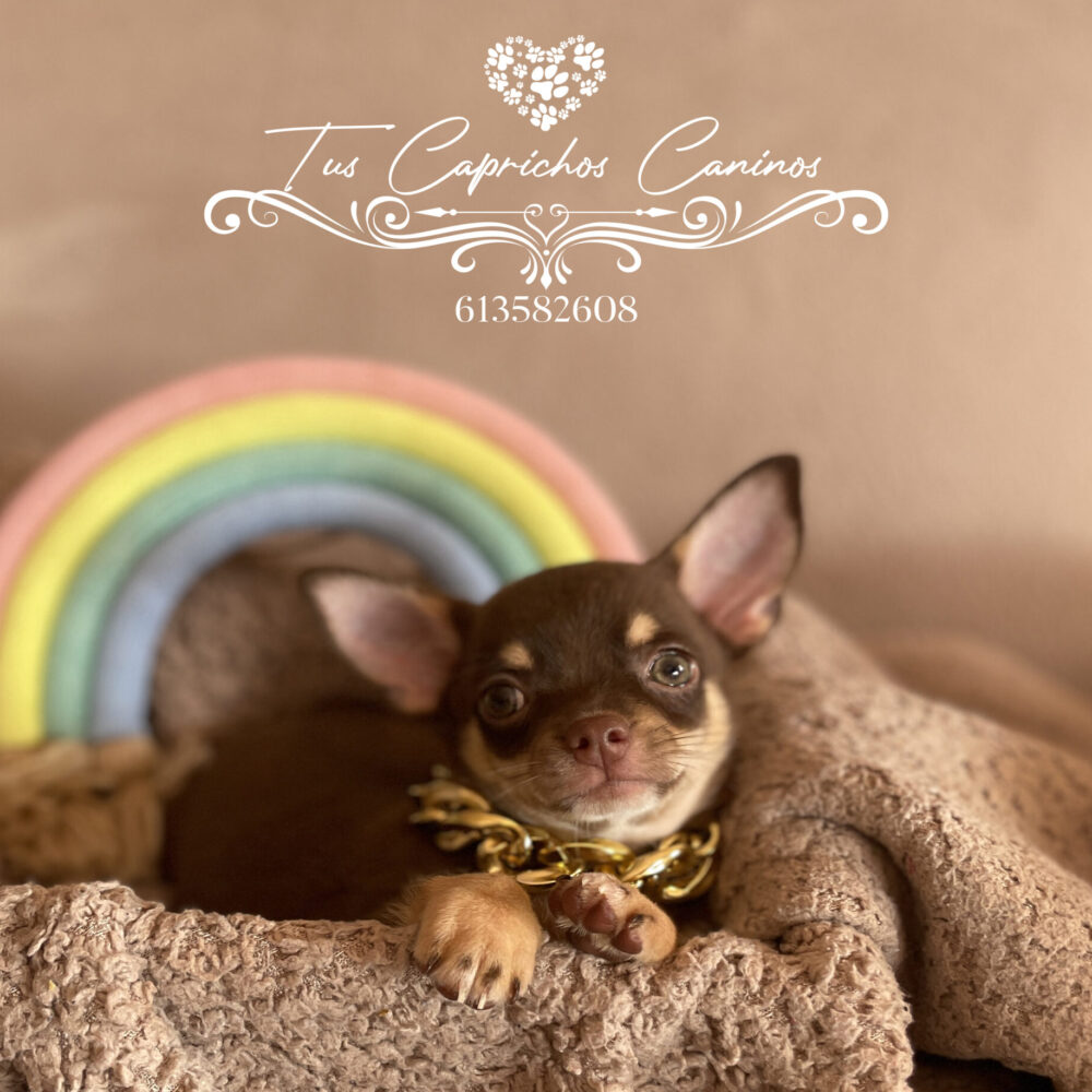 Chihuahua