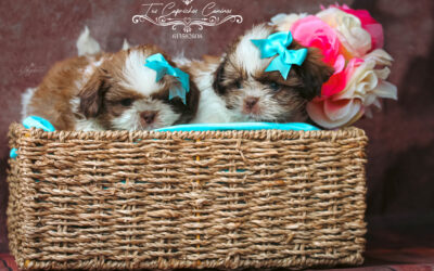 Shih Tzu #O1 y #O2 Atom y Zeus (no disponibles)