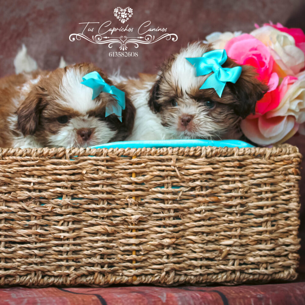 Shih Tzu #O1 y #O2 Atom y Zeus (no disponibles)