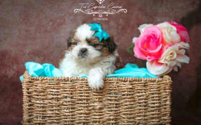 Shih Tzu #O3 Bruno (no disponible)