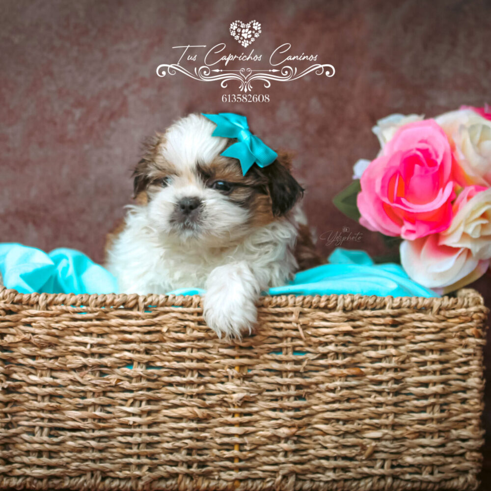Shih Tzu #O3 Bruno (no disponible)
