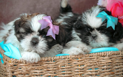 Shih Tzu #O4 y #O5 Bella y Oreo (no disponibles)