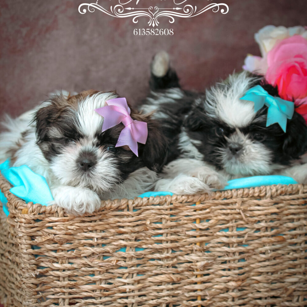 Shih Tzu #O4 y #O5 Bella y Oreo (no disponibles)