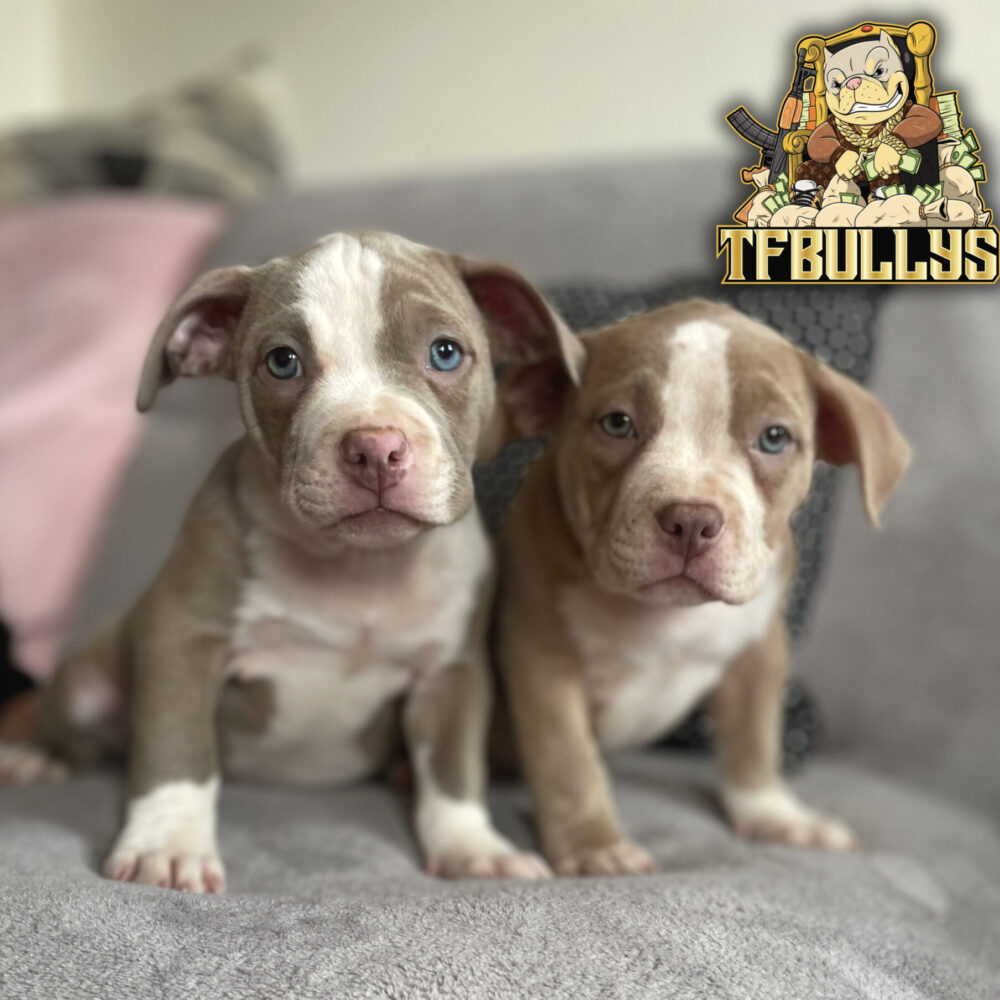 Ares y Barbie (no disponibles)
