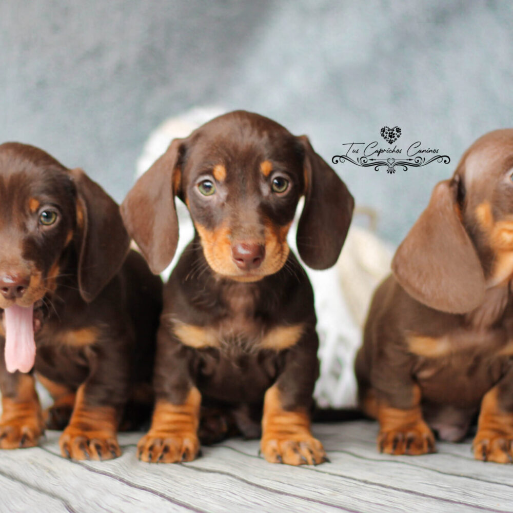 Teckel #O4, #O5 y #O6 Pepe, Pancho y Pitu (no disponibles)