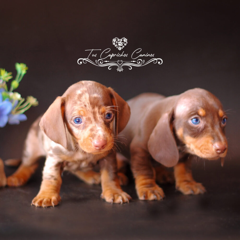 Teckel #11 y #12 Willy y Max (no disponibles)