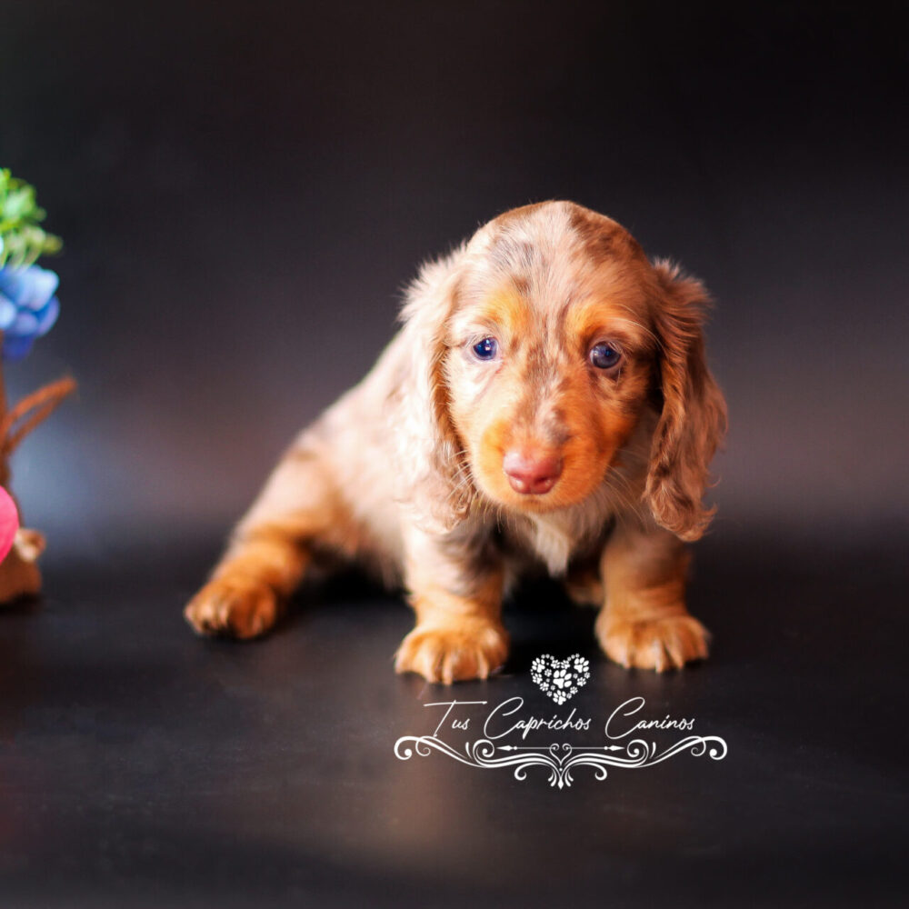 Nala (no disponible)