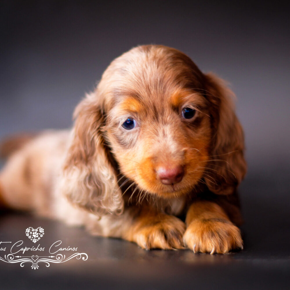 Elvis (no disponible)