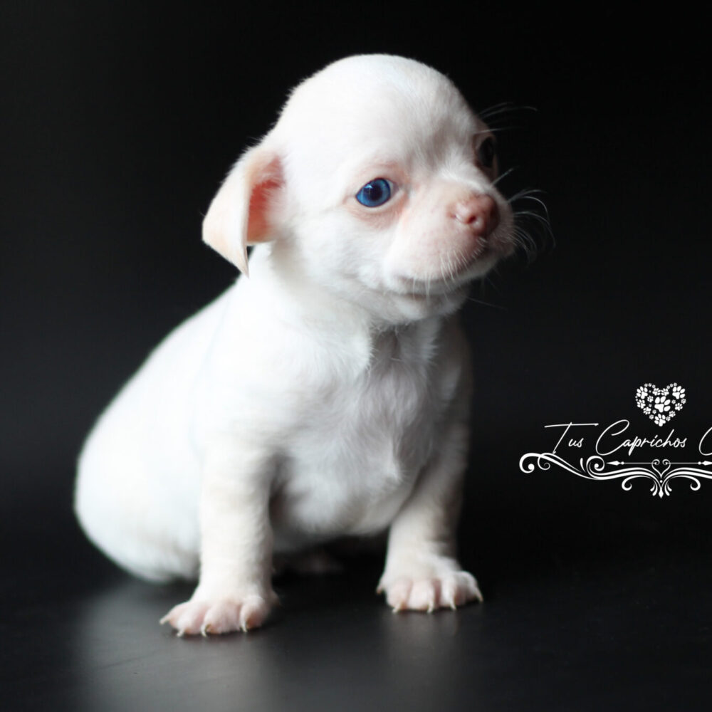 Coco (no disponible)