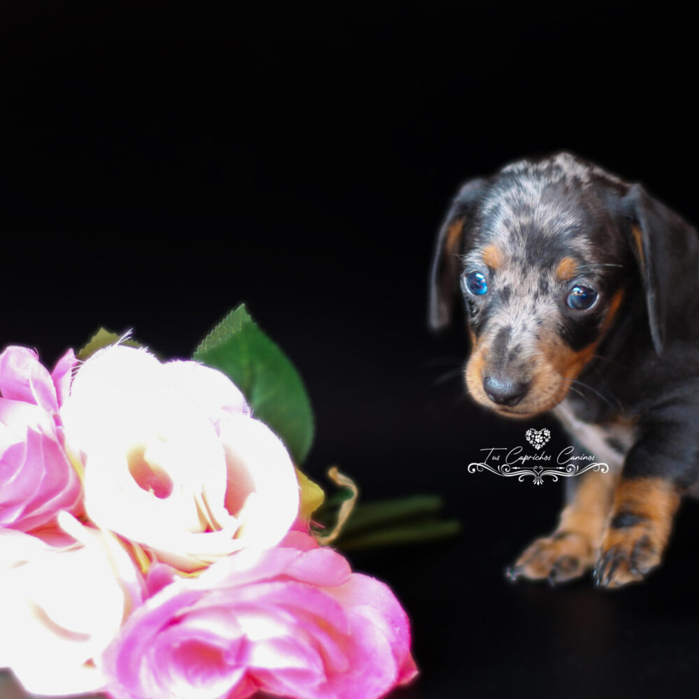 Linda 💖 (no disponible)