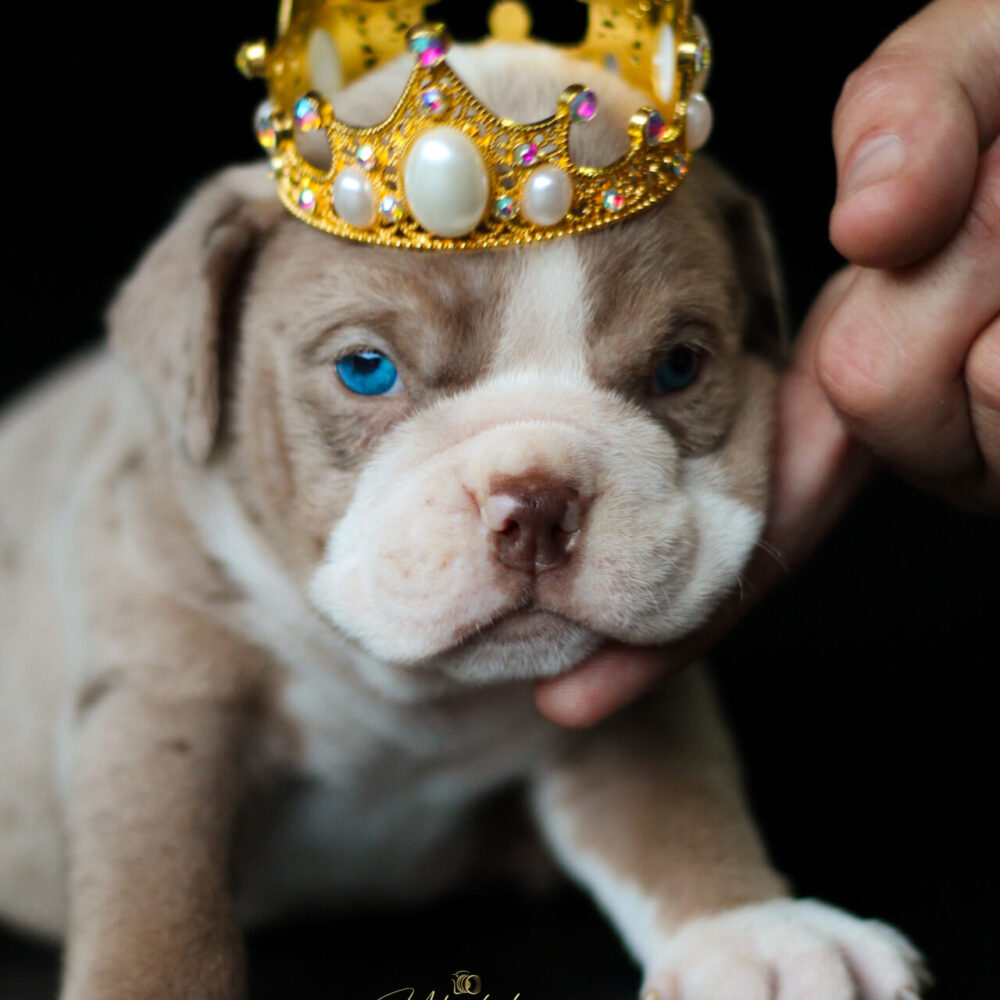 ❌ Biggie (no disponible)