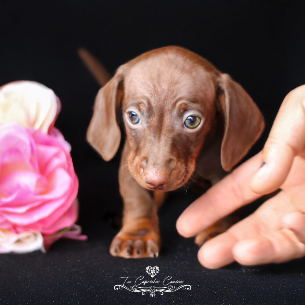 Lola 💖 (no disponible ❌)