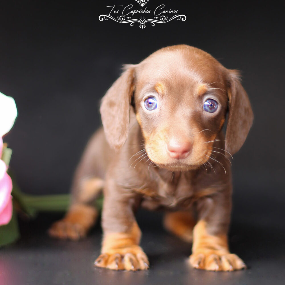 Bimba 💖 (no disponible ❌)