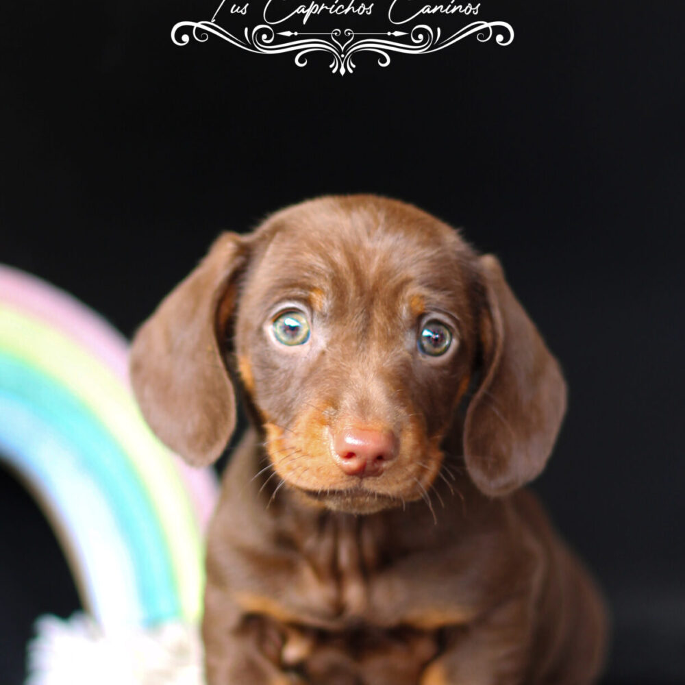 Coco 🩵 (no disponible ❌)