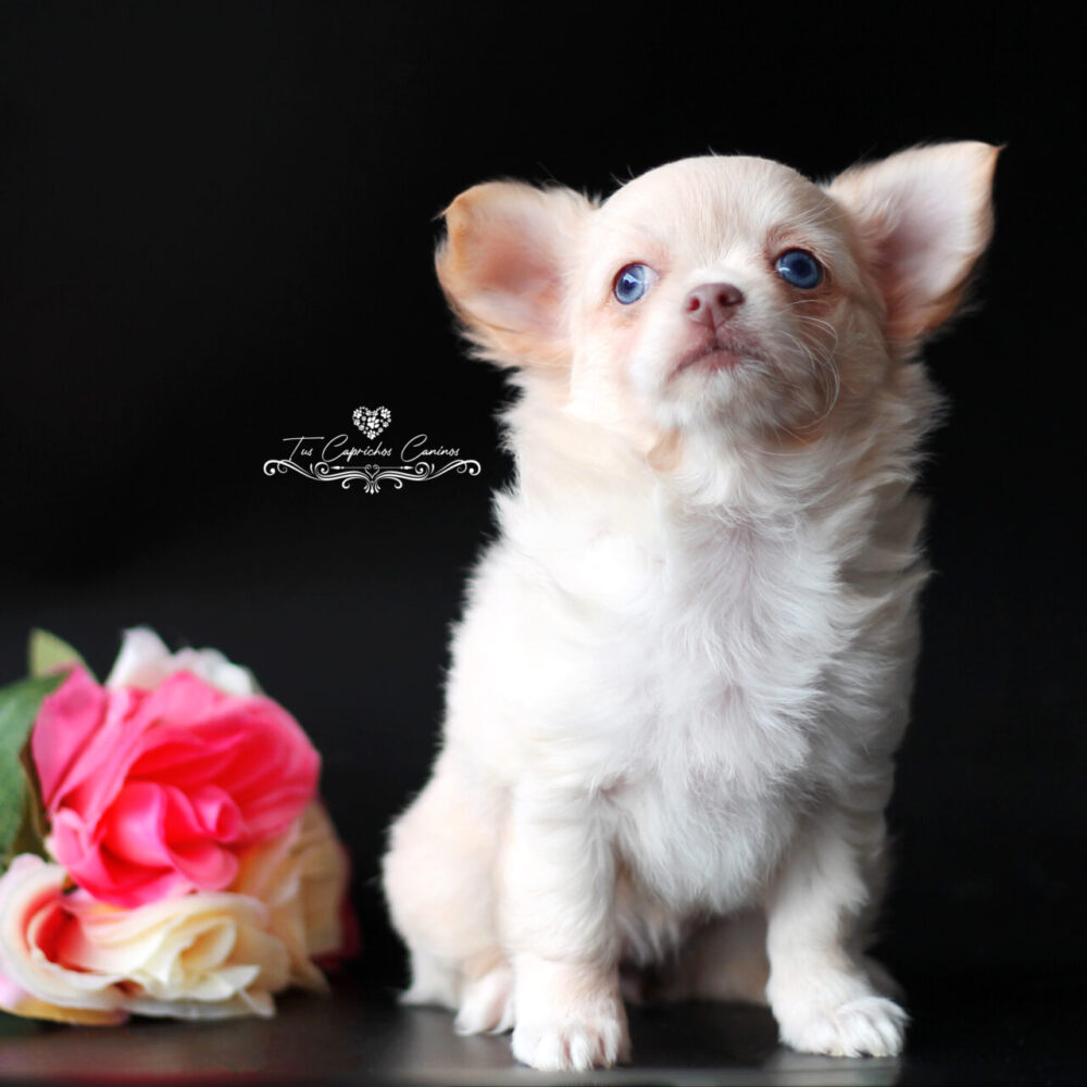 Snowy 💖 (no disponible ❌)