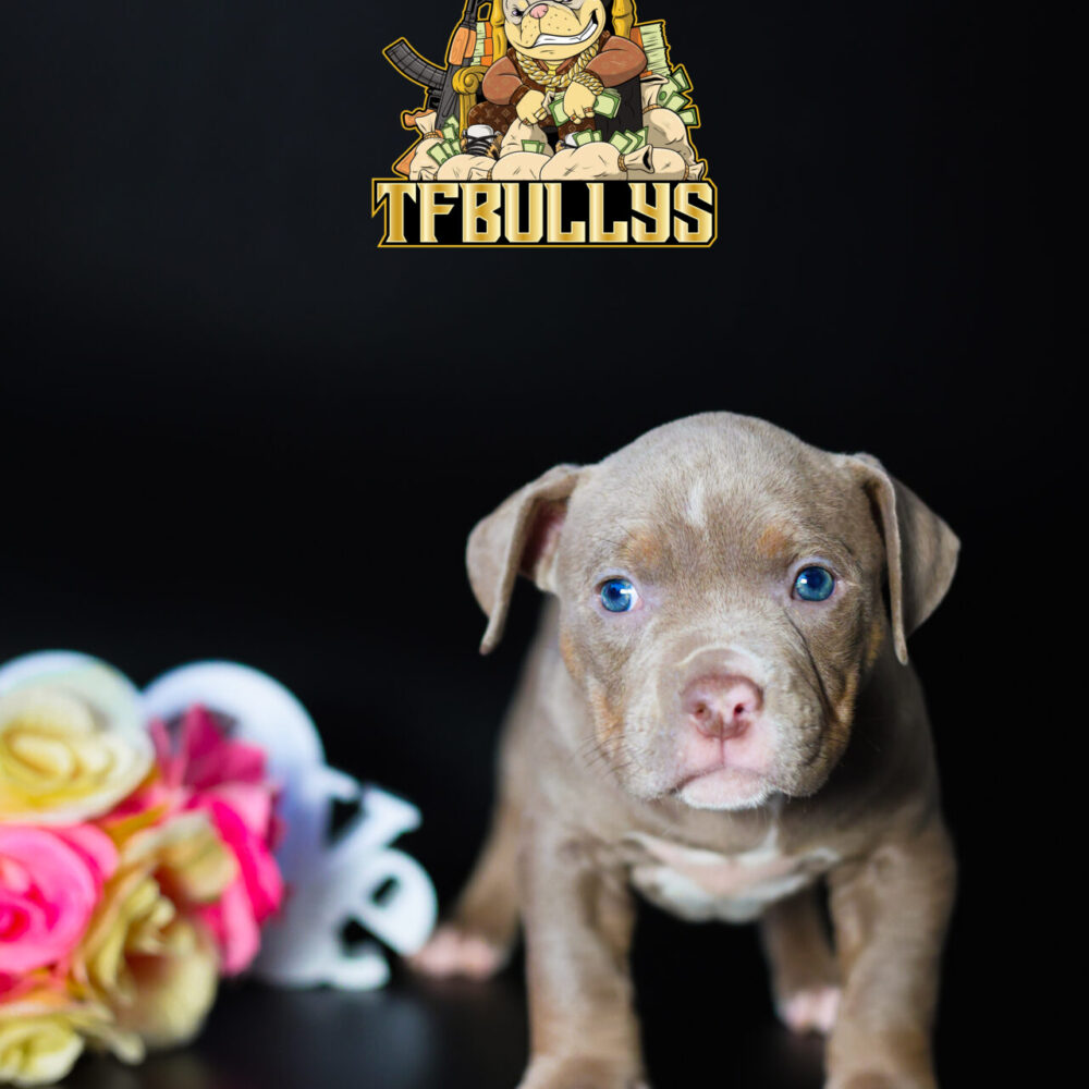 Xena 💖 (no disponible ❌)