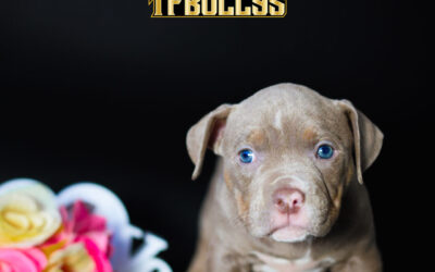 Xena 💖 (no disponible ❌)