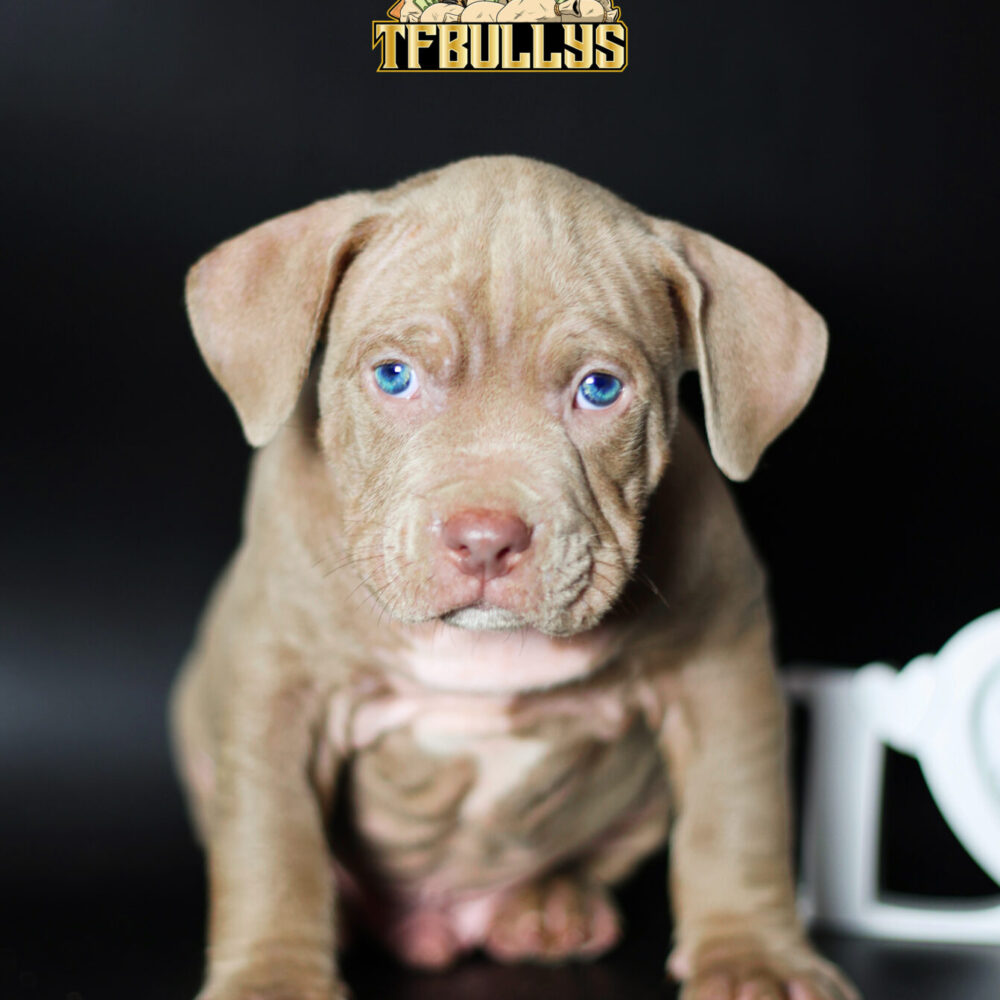 Brutus 🩵 (no disponible)
