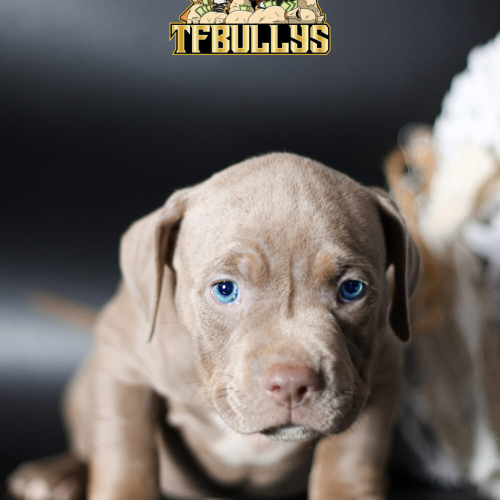 Zeus 🩵 (no disponible ❌)