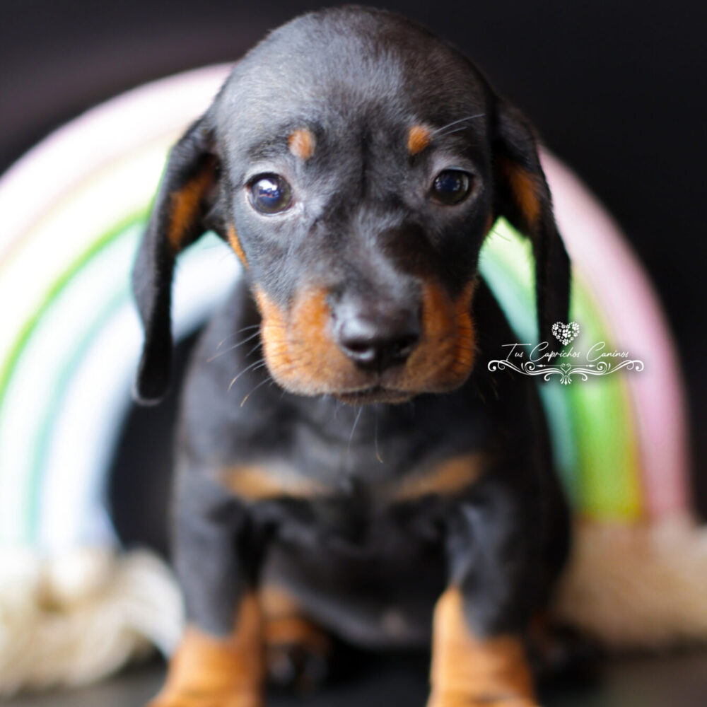 Lola 🩷 (no disponible ❌)