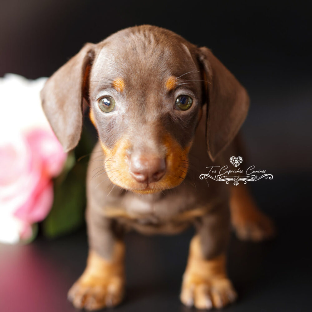 Freya 🩷 (no disponible ❌)