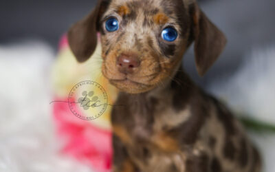 Lya 🩷 (no disponible ❌)