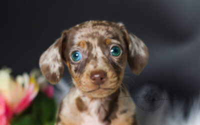 Kala 🩷 (no disponible ❌)