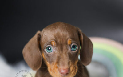 Prince 🩵 (no disponible ❌)