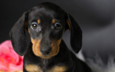 Duna 🩷 (no disponible ❌)