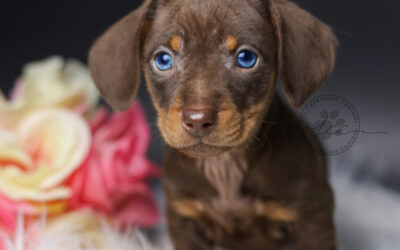 Milka 🩷 (disponible ✅)