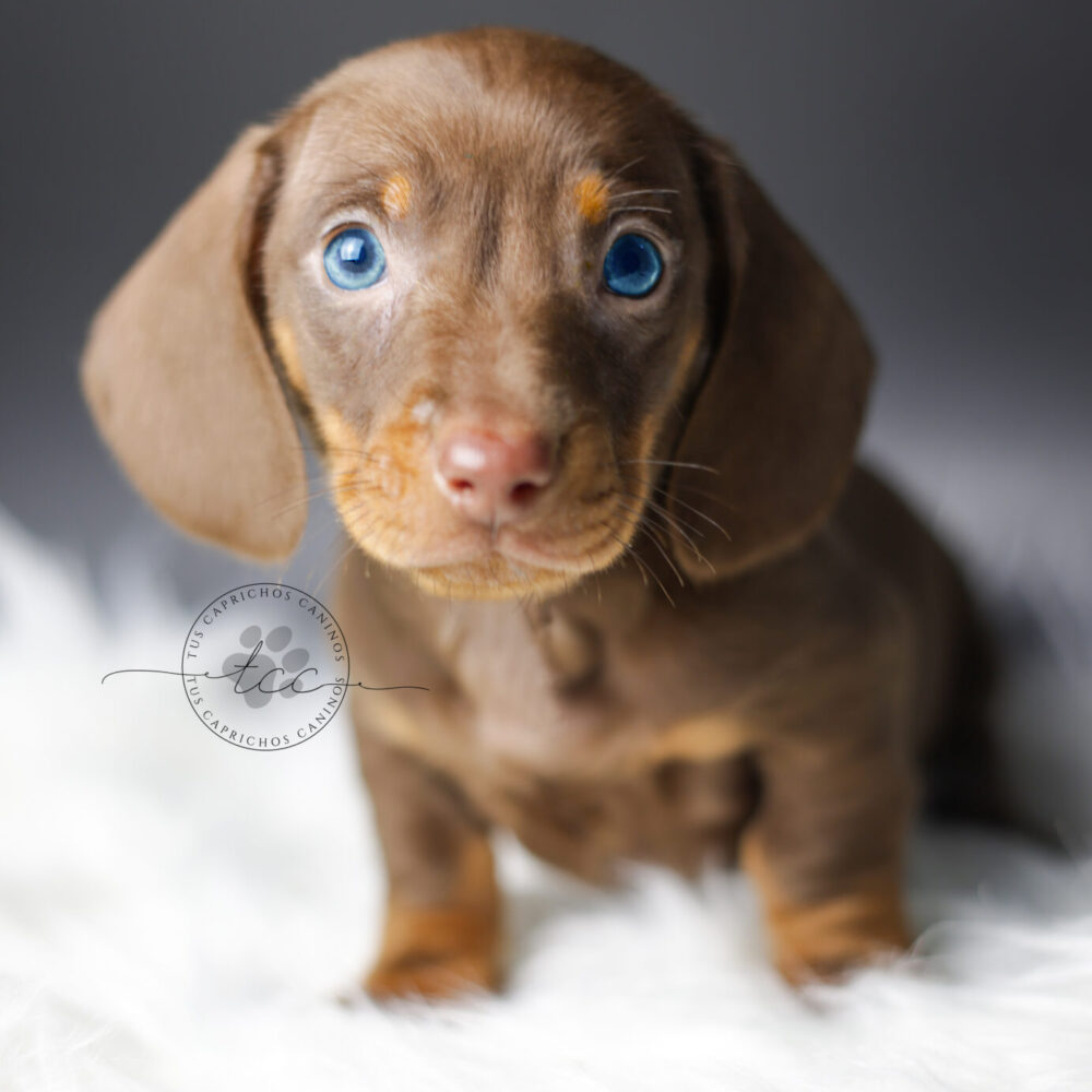 Twix 🩵 (no disponible ❌)