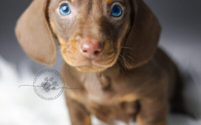 Twix 🩵 (disponible ✅)