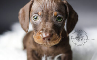 Moka 🩵 (disponible ✅)