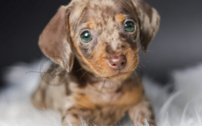 Lily 🩷 (no disponible ❌)