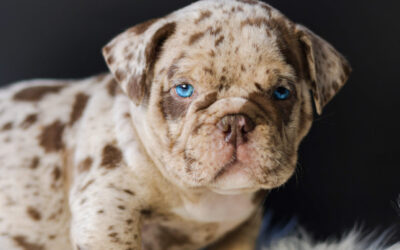 Boss 🩵 (disponible ✅)