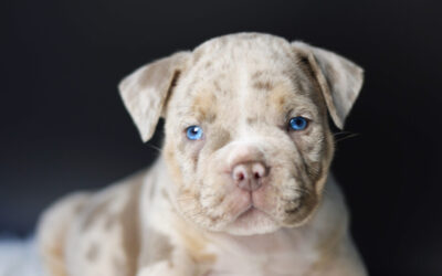 Trump 🩵 (disponible ✅)