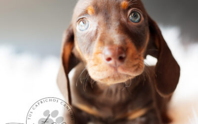 Milán 🩵 | Macho | (disponible ✅)