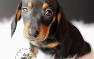 Nora 💖 | Hembra | Disponible ✅