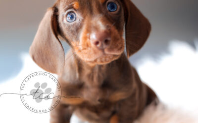 Sandor 🩵 | Macho | Disponible ✅