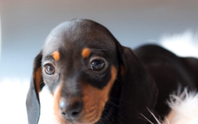 Betty 💖 | Hembra | Disponible ✅