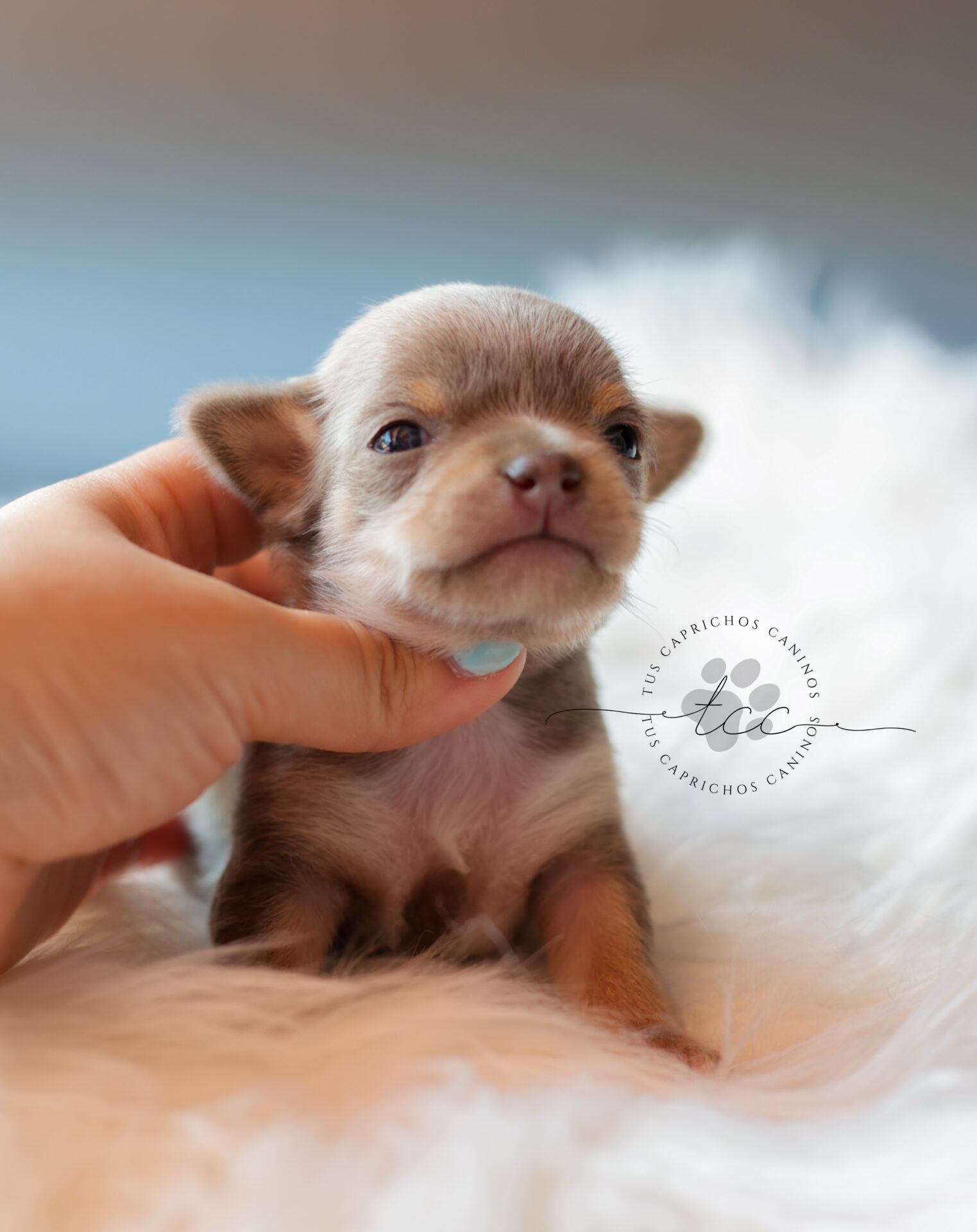 Kody 🩵 | Macho | Disponible ✅