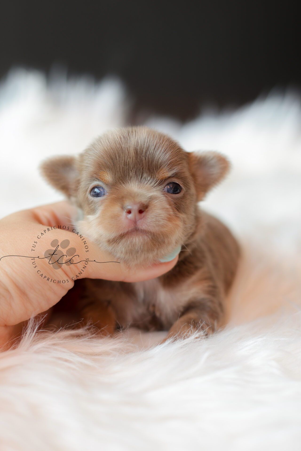 Rym 💖 | Hembra | Disponible ✅