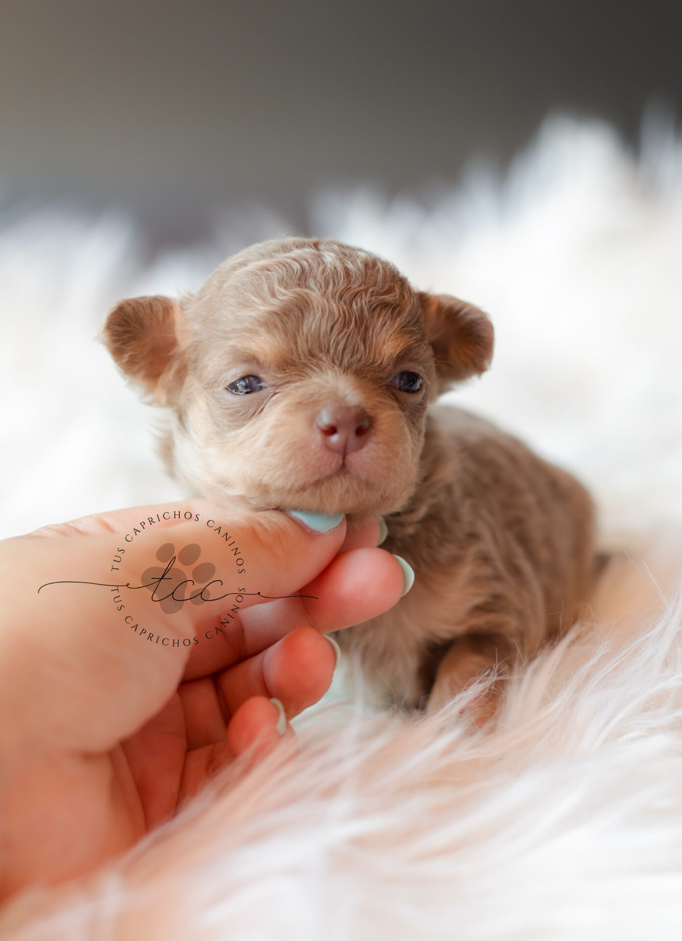 Miky 🩵 | Macho | Disponible ✅